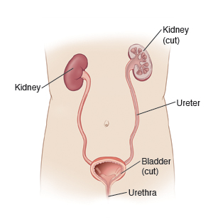 Illustration showing the outline of the body with the organs of the urinary system, including the kidneys, ureter, bladder, and urethra.